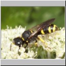 Ectemnius continuus - Grabwespe 03 10mm.jpg